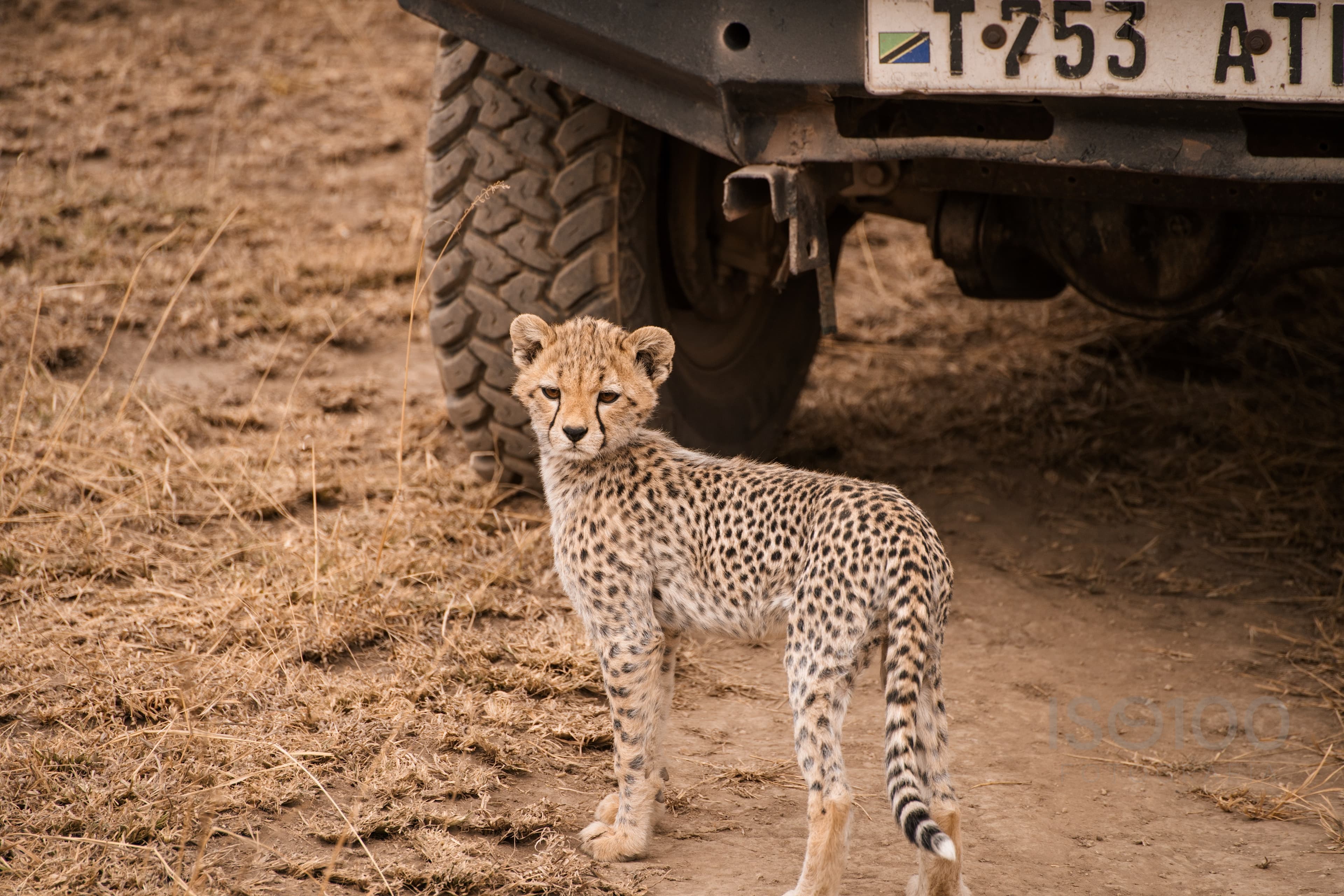 Africa — Tanzania