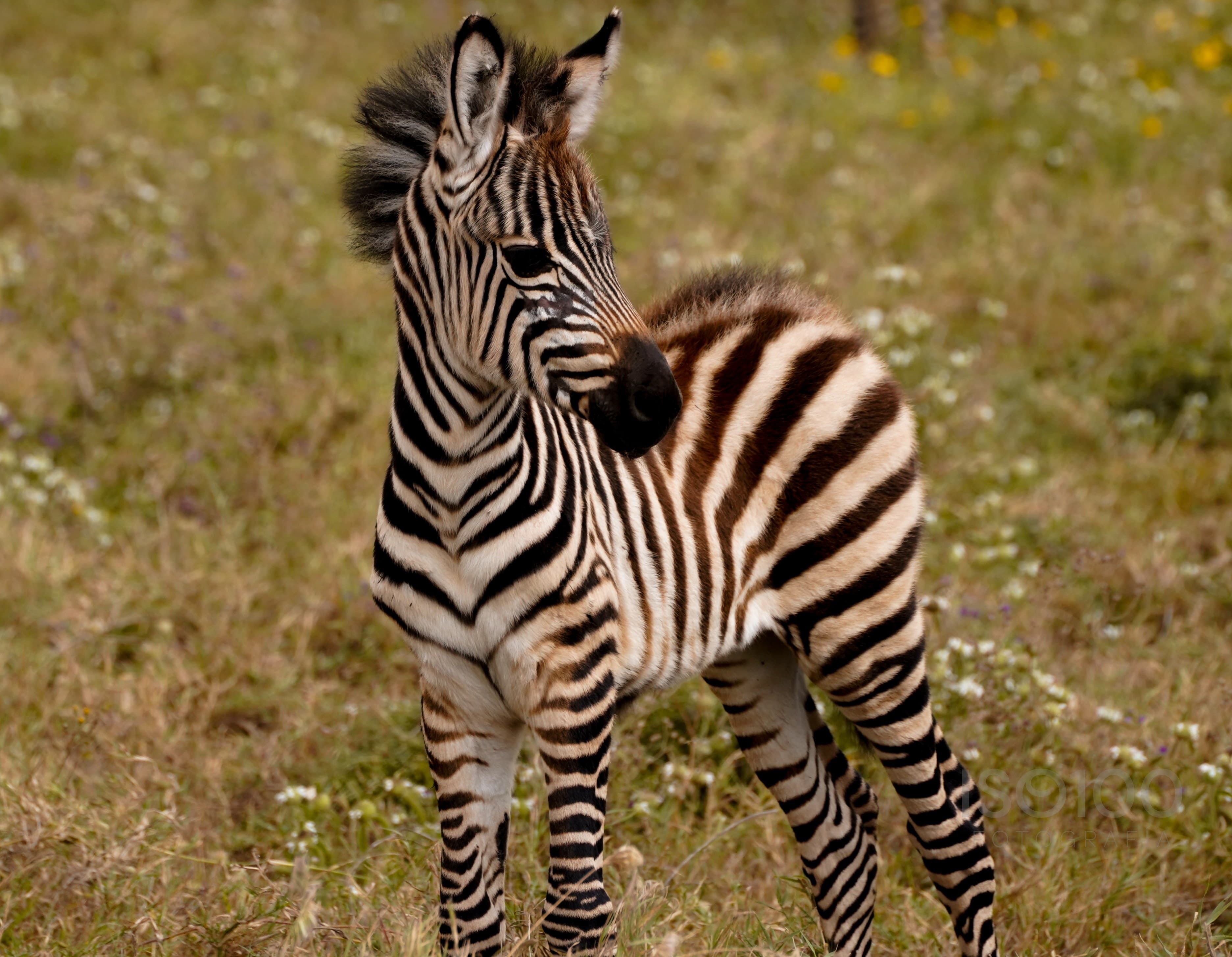 Africa — Tanzania